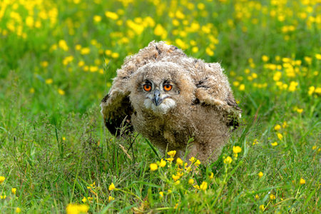 Cute owl. A juvenile European Eagle Owl (Bubo bubo) walking over a meadow in Gelderland in the Netherlands.の写真素材