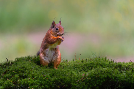 Eurasian red squirrel (Sciurus vulgaris) searching for food in the forest in the Netherlands.