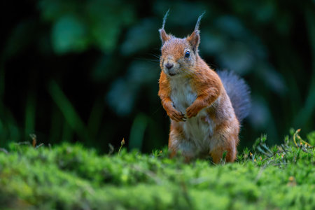Eurasian red squirrel (Sciurus vulgaris) searching for food in the forest in the Netherlands.の写真素材
