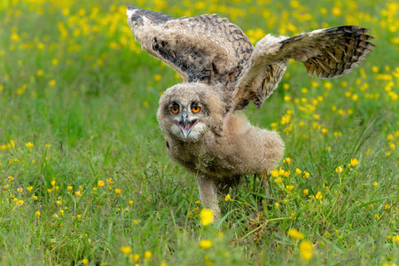 Cute owl. A juvenile European Eagle Owl (Bubo bubo) walking over a meadow in Gelderland in the Netherlands.の写真素材