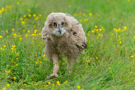 Cute owl. A juvenile European Eagle Owl (Bubo bubo) walking over a meadow in Gelderland in the Netherlands.の写真素材