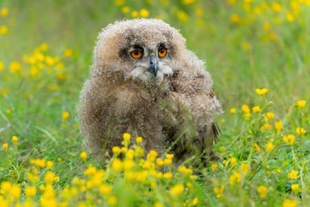 Cute owl. A juvenile European Eagle Owl (Bubo bubo) walking over a meadow in Gelderland in the Netherlands.の写真素材