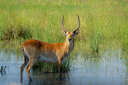Lechwe, red lechwe, or southern lechwe (Kobus leche) in the Okavango floodplains in Mahango National Park in the Caprivistrip of Namibiaの写真素材