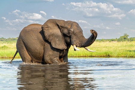 Close encounter with a bull elephant from a boat. African elephant bull taking a bath in the Chobe River between Botswana and Namibia in the green season.の写真素材
