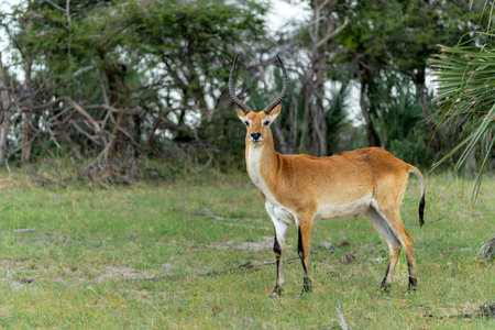 Lechwe, red lechwe, or southern lechwe (Kobus leche) in the Okavango floodplains in Mahango National Park in the Caprivistrip of Namibiaの写真素材