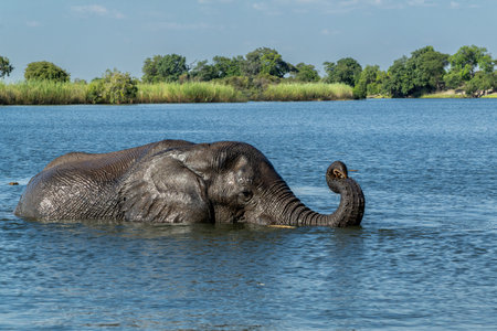 Close encounter with a bull elephant from a boat. African elephant bull taking a bath in the Chobe River between Botswana and Namibia in the green season.の写真素材
