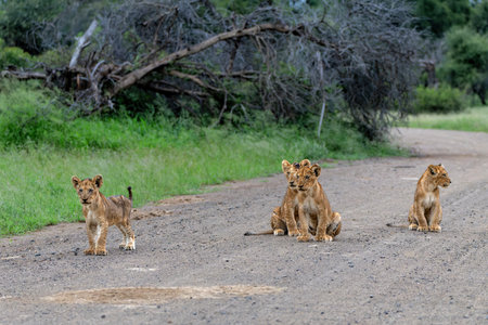 Lion cub waiting for the hunting females on the Sweni gravel road in Kruger National Park in South Africaの写真素材