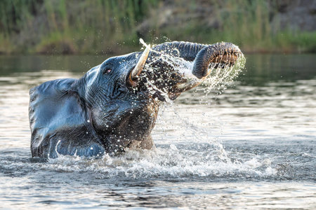 Close encounter with a bull elephant from a boat. African elephant bull taking a bath in the Chobe River between Botswana and Namibia in the green season.の写真素材