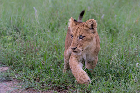 Lion cub waiting for the hunting females on the Sweni gravel road in Kruger National Park in South Africaの写真素材