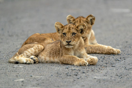 Lion cub waiting for the hunting females on the Sweni gravel road in Kruger National Park in South Africaの写真素材