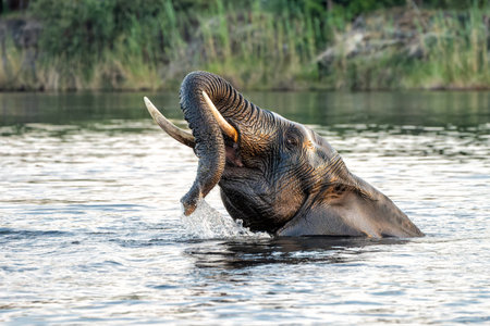Close encounter with a bull elephant from a boat. African elephant bull taking a bath in the Chobe River between Botswana and Namibia in the green season.の写真素材