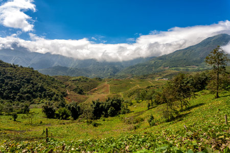 Rice and other crops on the fields in the mountains near Sapa - Vietnamの写真素材
