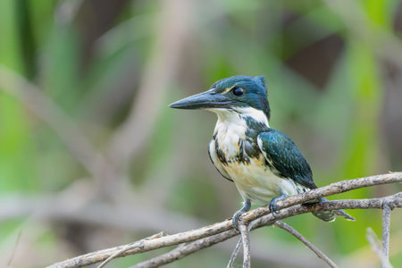 Amazon kingfisher, chloroceryle amazona, sitting on a branch in the North Pantanal wetlands in Brazilの写真素材