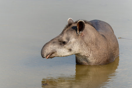 South American tapir (Tapirus terrestris), also called the Brazilian tapir or lowland tapir, walking around and searching for food in the North Pantanal in Brazilの写真素材