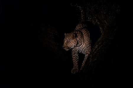 Leopard in the night. Male leopard (Panthera pardus) protecting his prey in a tree after dark in Sabi Sands Game Reserve in the Greater Kruger Region in South Africaの写真素材