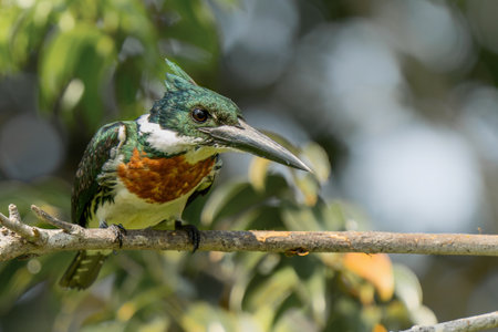Amazon kingfisher, chloroceryle amazona, sitting on a branch in the North Pantanal wetlands in Brazilの写真素材