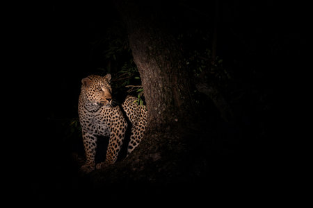 Leopard in the night. Male leopard (Panthera pardus) protecting his prey in a tree after dark in Sabi Sands Game Reserve in the Greater Kruger Region in South Africaの写真素材