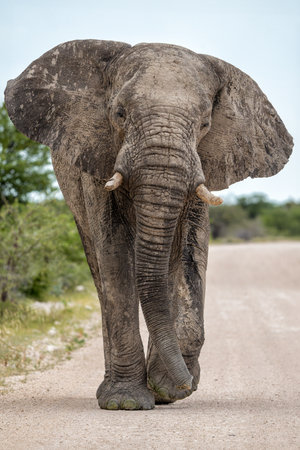 Elephant bull in Etosha. This bull is showing dominant behavior after visiting a waterhole in Etosha National Park in Namibia.の写真素材