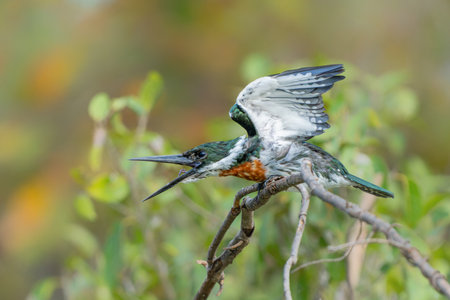 Amazon kingfisher, chloroceryle amazona, sitting on a branch in the North Pantanal wetlands in Brazilの写真素材