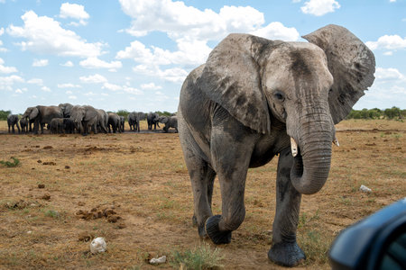 Elephant bull in Etosha. This bull is showing dominant behavior after visiting a waterhole in Etosha National Park in Namibia.の写真素材