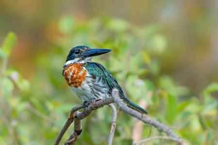 Amazon kingfisher, chloroceryle amazona, sitting on a branch in the North Pantanal wetlands in Brazilの写真素材