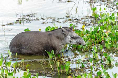 South American tapir (Tapirus terrestris), also called the Brazilian tapir or lowland tapir, walking around and searching for food in the North Pantanal in Brazilの写真素材