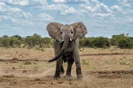 Elephant bull in Etosha. This bull is showing dominant behavior after visiting a waterhole in Etosha National Park in Namibia.の写真素材