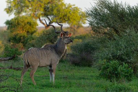 Greater kudu (Tragelaphus strepsiceros) male with big horns is searching for food in the Kruger National Park in South Africaの写真素材