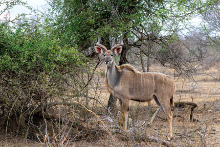Greater kudu (Tragelaphus strepsiceros) male with big horns is searching for food in the Kruger National Park in South Africaの写真素材