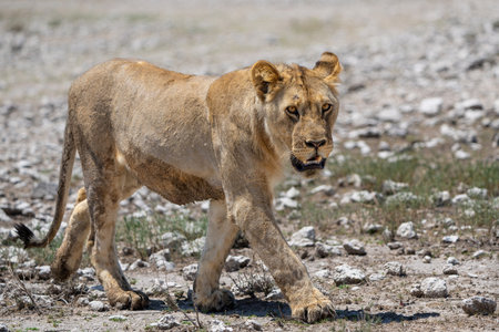 Lion (Panthera leo) walking close to a waterhole in Etosha National Park in Namibiaの写真素材