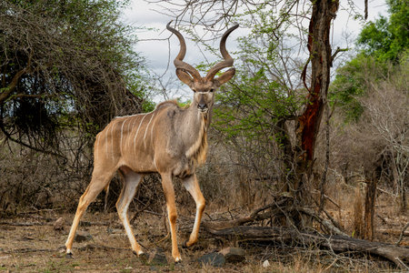 Greater kudu (Tragelaphus strepsiceros) male with big horns is searching for food in the Kruger National Park in South Africaの写真素材