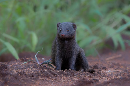 Common dwarf mongoose (Helogale parvula) searching for food in a Wildlife Estate near Hoedspruit in South Africaの写真素材