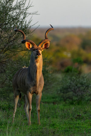 Greater kudu (Tragelaphus strepsiceros) male with big horns is searching for food in the Kruger National Park in South Africaの写真素材