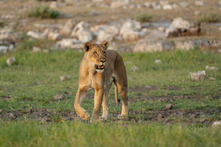 Lion (Panthera leo) walking close to a waterhole in Etosha National Park in Namibiaの写真素材
