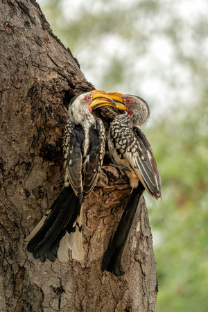 Southern yellow-billed hornbill (Tockus leucomelas). The hornbill couple showed love to each other by exchanging food at the nest in Balule Game Reserve the Greater Kruger Region iの写真素材