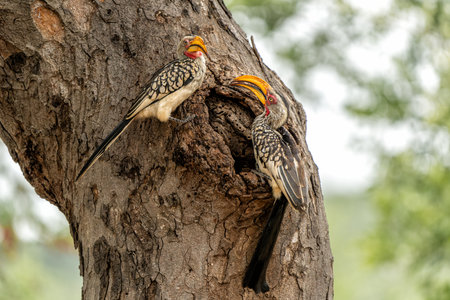 Southern yellow-billed hornbill (Tockus leucomelas). The hornbill couple showed love to each other by exchanging food at the nest in Balule Game Reserve the Greater Kruger Region iの写真素材