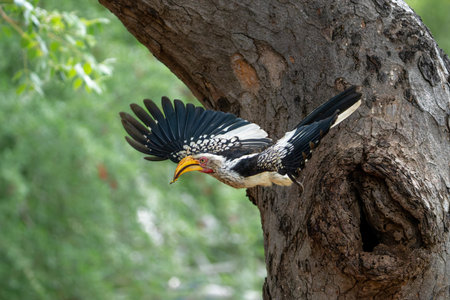 Southern yellow-billed hornbill (Tockus leucomelas). The hornbill couple showed love to each other by exchanging food at the nest in Balule Game Reserve the Greater Kruger Region iの写真素材