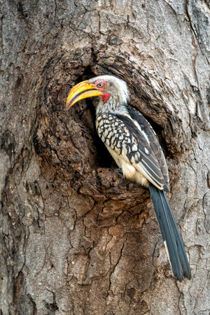 Southern yellow-billed hornbill (Tockus leucomelas). The hornbill couple showed love to each other by exchanging food at the nest in Balule Game Reserve the Greater Kruger Region iの写真素材