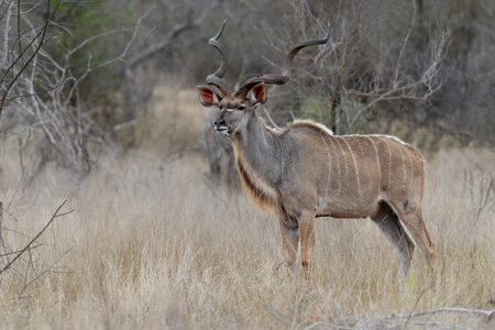 Greater kudu (Tragelaphus strepsiceros) male with big horns is searching for food in the Kruger National Park in South Africaの写真素材