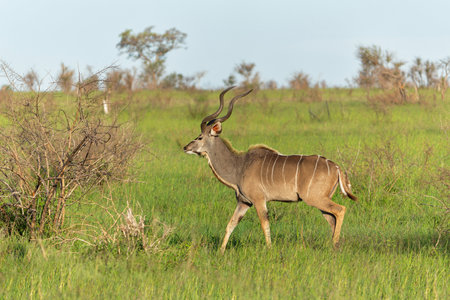 Greater kudu (Tragelaphus strepsiceros) male with big horns is searching for food in the Kruger National Park in South Africaの写真素材