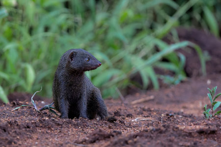Common dwarf mongoose (Helogale parvula) searching for food in a Wildlife Estate near Hoedspruit in South Africaの写真素材