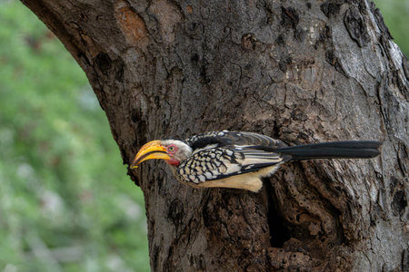Southern yellow-billed hornbill (Tockus leucomelas). The hornbills showed love to each other by exchanging food at the nest in Balule Game Reserve the Greater Kruger Region in South Africa.の写真素材
