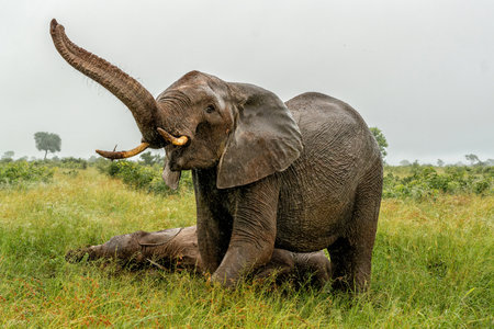 Elephants walking around in the rain in the green season in the Kruger National Park in South Africaの写真素材