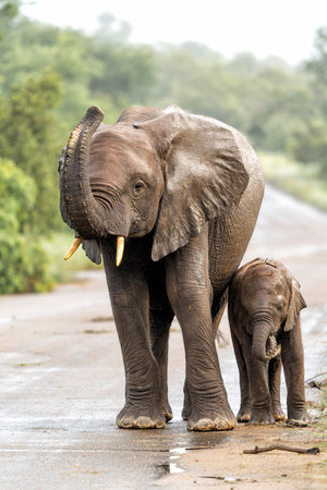 Elephants walking around in the rain in the green season in the Kruger National Park in South Africaの写真素材