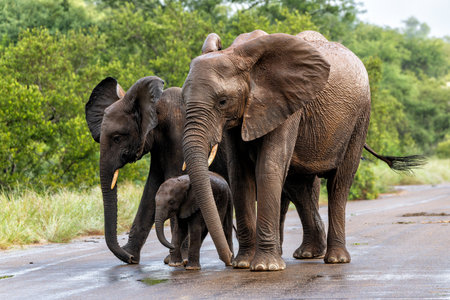 Elephants walking around in the rain in the green season in the Kruger National Park in South Africaの写真素材