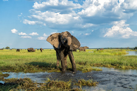 Close encounter with bull elephants from a boat. African elephant eating and bathing at the Chobe...
