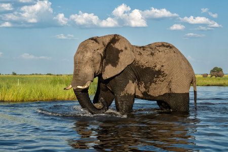 Close encounter with bull elephants from a boat. African elephant eating and bathing at the Chobe River between Botswana and Namibia in the green season.の写真素材