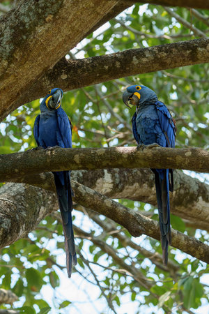 Hyacinth Macaw (Anodorhynchus hyacinthinus), or hyacinthine macaw sitting in a tree in the Pantanal...