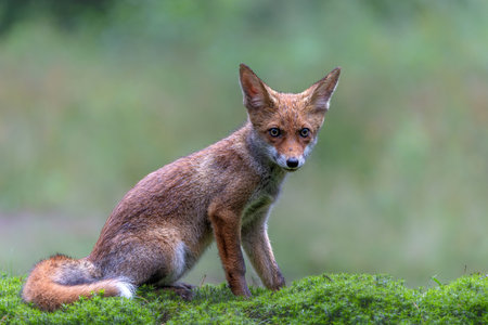 Young Red Fox (Vulpes vulpes) searching for food in the forest