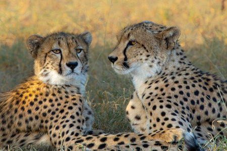 Cheetah (Acinonyx jubatus). A cheetah family of a mother with 5 sub adult cubs was hanging around in...